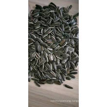 edible striped sun flower seeds 22/64 24/64 long shape